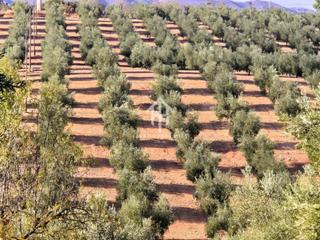 Fondo rustico in Loja. Finca en venta en dehesa de los montes  con vivienda y olivar en Fondo rustico in Loja. Finca en venta en dehesa de los montes  con vivienda y olivar en