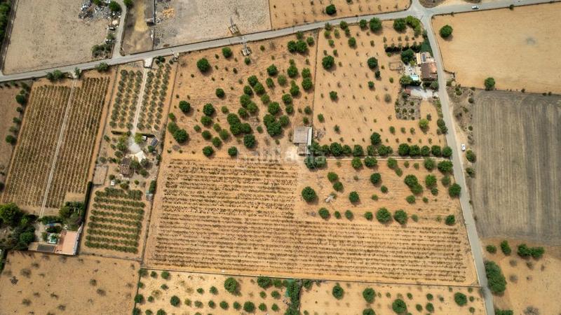 Foto c0dbd1be-1ab5-43ac-aec3-cdf65c12bfa1. Rural plot in Consell Foto c0dbd1be-1ab5-43ac-aec3-cdf65c12bfa1. Rural plot in Consell