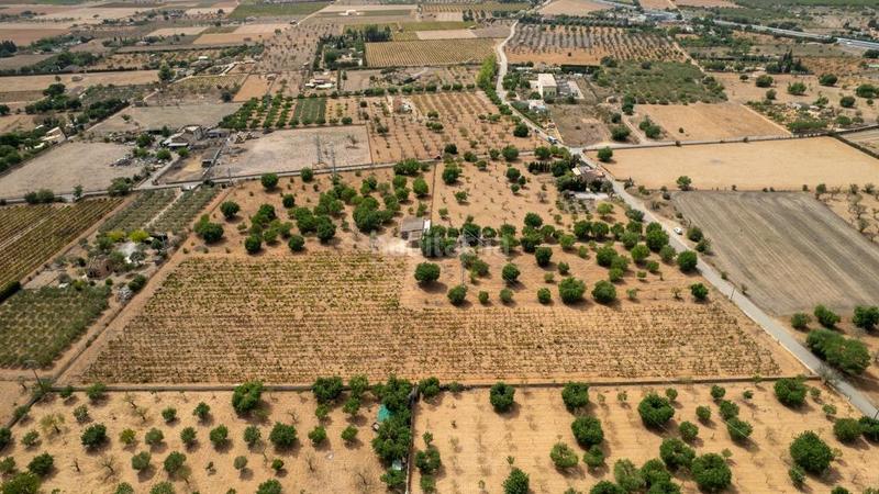 Foto cc42d728-a99a-457b-a6ad-6c311bd9e9c7. Rural plot in Consell Foto cc42d728-a99a-457b-a6ad-6c311bd9e9c7. Rural plot in Consell