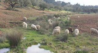 Mas à Puebla de Guzmán. Gran finca de dehesa en producción en huelva naturaleza, rentabi Mas à Puebla de Guzmán. Gran finca de dehesa en producción en huelva naturaleza, rentabi