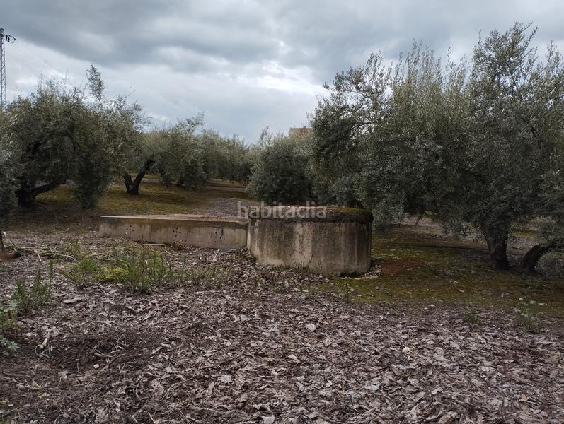Foto 98c39f2c-4d28-47a3-a583-f48d3e5db747. Masia amb aparcament piscina a Montilla Foto 98c39f2c-4d28-47a3-a583-f48d3e5db747. Masia amb aparcament piscina a Montilla