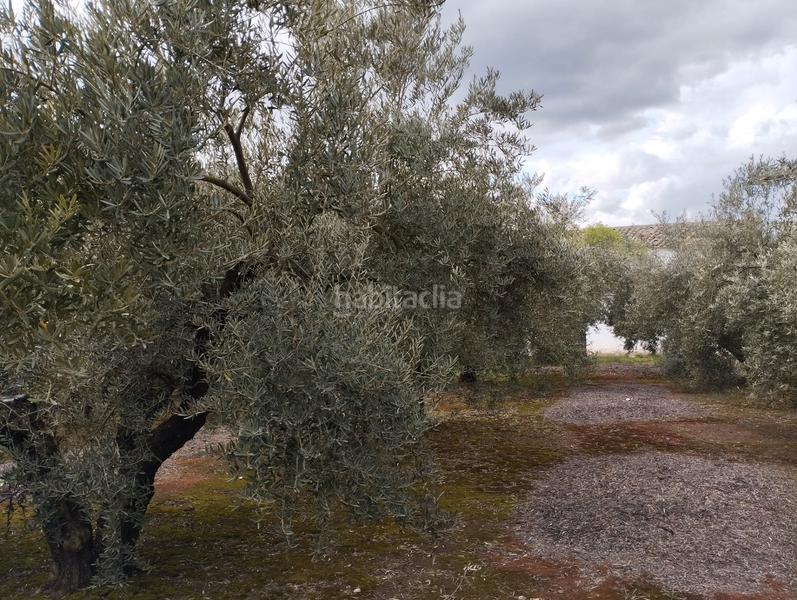 Foto abeec19e-2b36-44fc-93cb-4806160c4b97. Masia amb aparcament piscina a Montilla Foto abeec19e-2b36-44fc-93cb-4806160c4b97. Masia amb aparcament piscina a Montilla