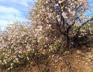 Rural plot in Santiago del Teide Pueblo. Oportunidad única! terreno rústico de 2175m2  en venta en valle Rural plot in Santiago del Teide Pueblo. Oportunidad única! terreno rústico de 2175m2  en venta en valle