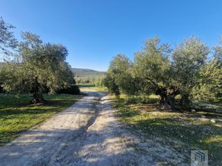 Masia a Montilla. Montillafinca rustica Masia a Montilla. Montillafinca rustica