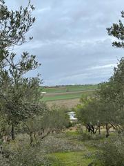 Rural plot in Lebrija. Terreno rústico en la zona del alamillo Rural plot in Lebrija. Terreno rústico en la zona del alamillo