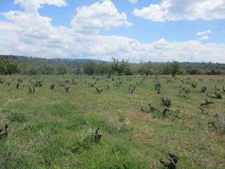 Finca rústica Paraje camino de lerma pol 13 parc.125. Terreno en venta Finca rústica Paraje camino de lerma pol 13 parc.125. Terreno en venta