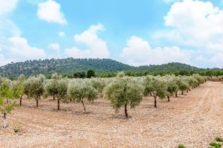 Rural plot in De las atalayas sn. Terreno en venta Rural plot in De las atalayas sn. Terreno en venta