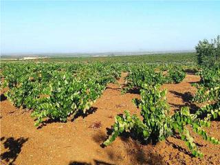 Finca rústica Valdelasierpe (valdelahino). Terreno en venta Finca rústica Valdelasierpe (valdelahino). Terreno en venta