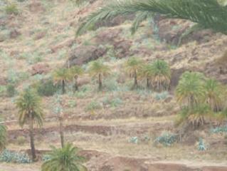 Finca rústica  El cabrito. Terreno en venta Finca rústica  El cabrito. Terreno en venta