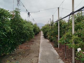 Propriété à Norte - Barrio del Pilar - El Reñidero. Finca con plantación de aguacate y 3 habitaciones Propriété à Norte - Barrio del Pilar - El Reñidero. Finca con plantación de aguacate y 3 habitaciones