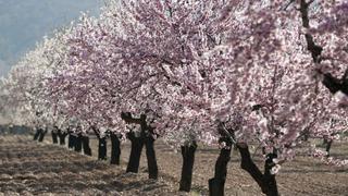 Location Propriété à Rm-a22 1. Arriendo varias fincas regadio Location Propriété à Rm-a22 1. Arriendo varias fincas regadio