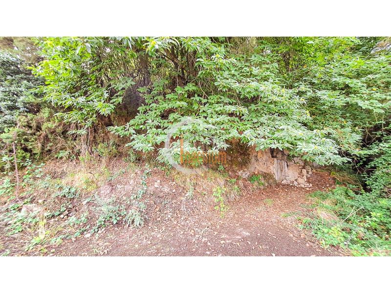 Foto 983b2d4d-5666-4ab4-9575-6492a41c3a74. Finca rústica fincas rústicas en Palo Blanco Realejos (Los) Foto 983b2d4d-5666-4ab4-9575-6492a41c3a74. Finca rústica fincas rústicas en Palo Blanco Realejos (Los)