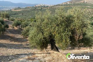 Finca rústica a Guardia de Jaén (La). Olivar en jaén con regadío , la guardia, con subvención Finca rústica a Guardia de Jaén (La). Olivar en jaén con regadío , la guardia, con subvención
