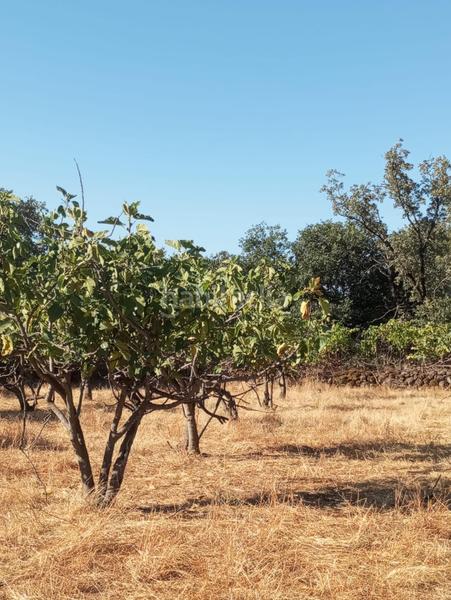 Foto 2cd3b188-add6-4c88-adf1-1a945abdd9d5. Finca rústica a Candeleda Foto 2cd3b188-add6-4c88-adf1-1a945abdd9d5. Finca rústica a Candeleda