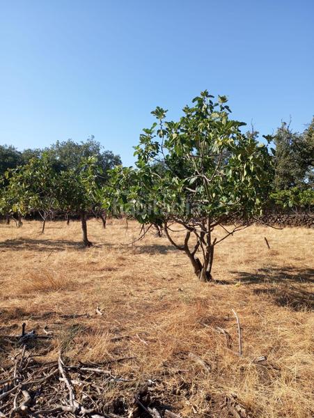 Foto 4ce55c80-e7f6-49e2-9ba9-f1db83992cce. Finca rústica a Candeleda Foto 4ce55c80-e7f6-49e2-9ba9-f1db83992cce. Finca rústica a Candeleda