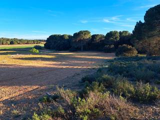 Lloguer Finca rústica a Diseminados 149. Se alquila , terreno agrícola 7.500m2 - villagarcía del llano Lloguer Finca rústica a Diseminados 149. Se alquila , terreno agrícola 7.500m2 - villagarcía del llano