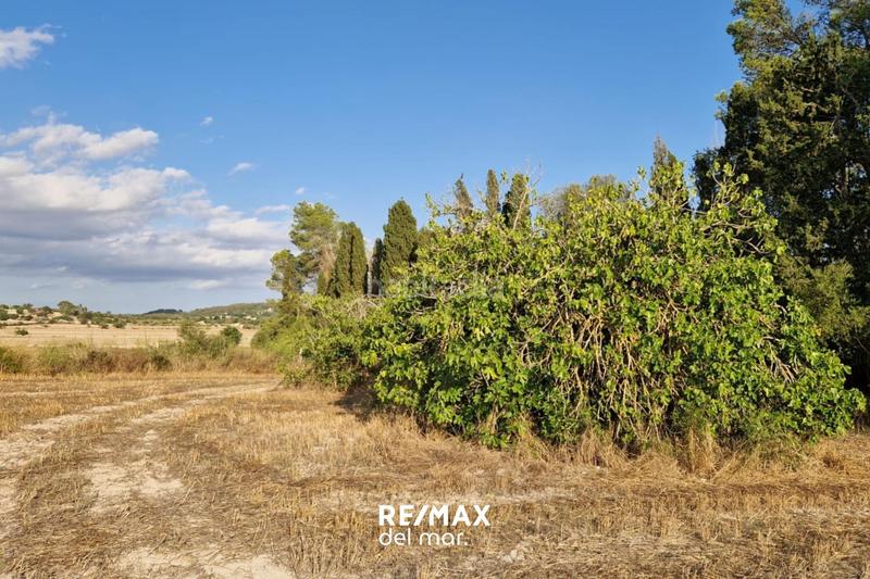 Foto 7dea28da-c413-48ba-86a8-bb28f1991bd0. Terreny residencial a Montuïri Foto 7dea28da-c413-48ba-86a8-bb28f1991bd0. Terreny residencial a Montuïri