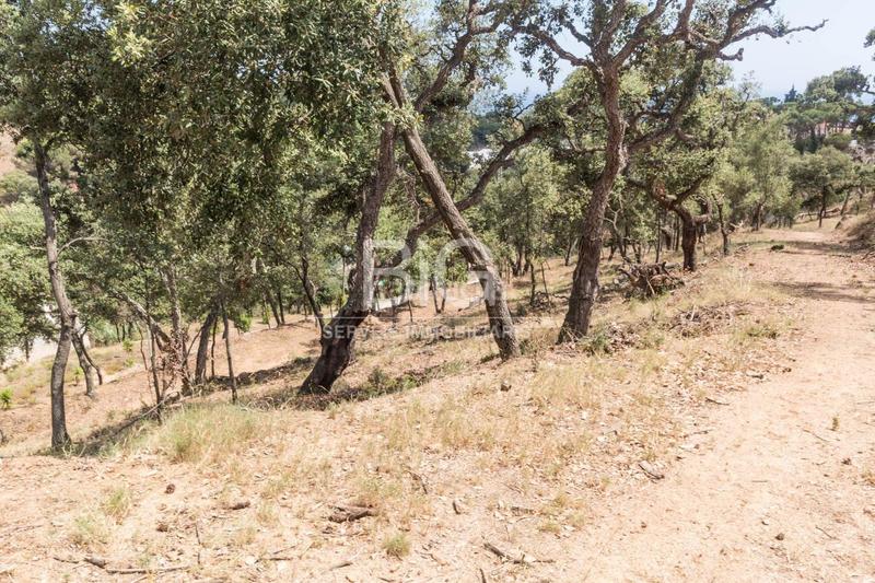 Foto 164c9527-fc69-431c-b937-8434c0fba399. Finca rústica venta de dos fincas rústicas , cerca de la autopista en Mataró Foto 164c9527-fc69-431c-b937-8434c0fba399. Finca rústica venta de dos fincas rústicas , cerca de la autopista en Mataró