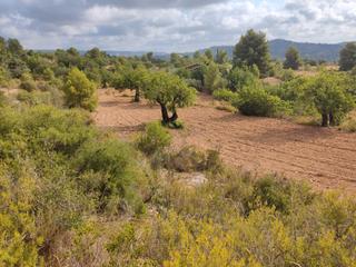 Finca rústica  Camino número 1. Venta de tres terrenos de secano. Finca rústica  Camino número 1. Venta de tres terrenos de secano.