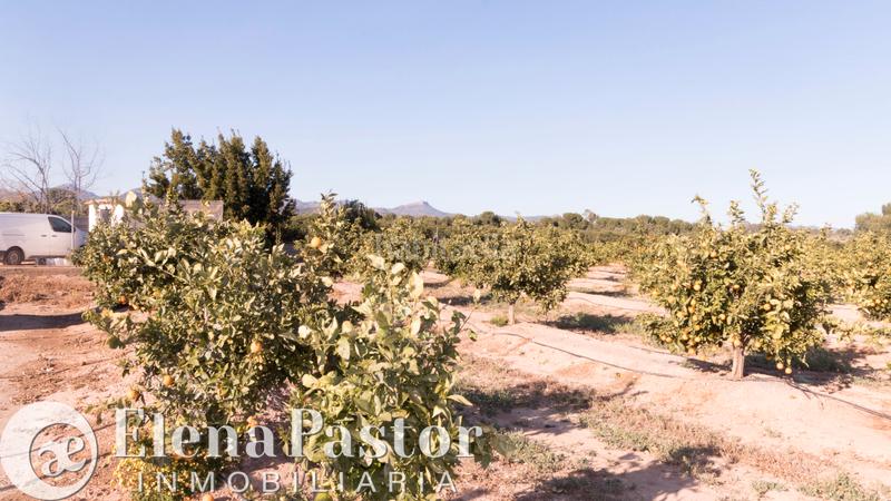 Foto 21b6ed43-cb71-4e8e-a07e-7d7966a0d028. Propriété dans Los Pinares-La Masia Bétera Foto 21b6ed43-cb71-4e8e-a07e-7d7966a0d028. Propriété dans Los Pinares-La Masia Bétera