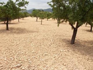 Propriété à Monòver. Parcela de 10.000 metros rural Propriété à Monòver. Parcela de 10.000 metros rural