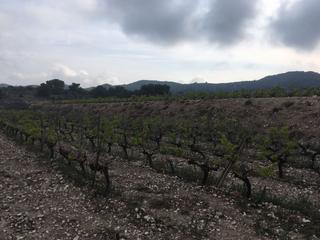 Terreno residenziale in Novelda. 27.500 metros de terreno con plantacion de uvas o para construir Terreno residenziale in Novelda. 27.500 metros de terreno con plantacion de uvas o para construir