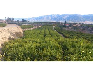 Terreny residencial Calle fernando magallanes. Estupendo terreno de 5 hectarias plantado con limoneros, naranjo Terreny residencial Calle fernando magallanes. Estupendo terreno de 5 hectarias plantado con limoneros, naranjo