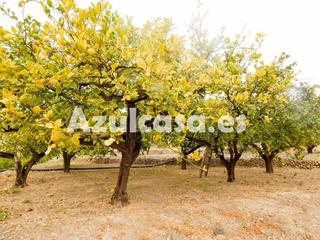 Masia a Xixona. Finca rústica con arboles frutales y varias casas Masia a Xixona. Finca rústica con arboles frutales y varias casas