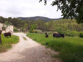 Fondo rustico Paraje el sumidor. Finca rustica en venta Fondo rustico Paraje el sumidor. Finca rustica en venta