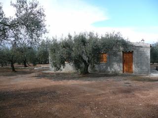Finca rústica  Carrer cardenal goma. Con olivos milenarios