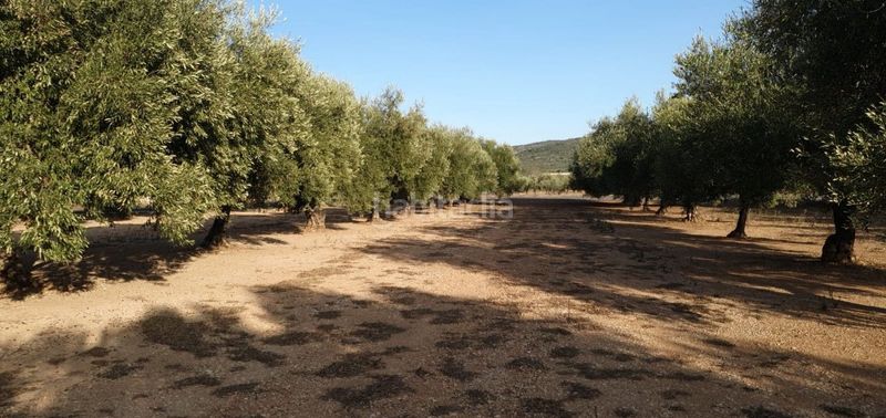 Foto f980b71f-86cd-4b35-bc70-c6dd5dd91660. Finca rústica en Godall