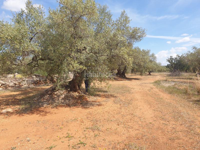 Foto 4b80c187-7723-4ab3-a4d7-fb5ac7217474. Propriété dans Sénia (La)