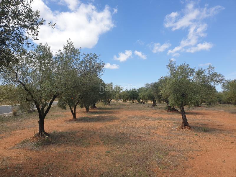 Foto 4363b74f-ce4c-405f-8ade-74e4ac8de9b6. Finca rústica a Sénia (La)