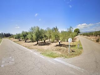 Finca rústica a Godall. Finca de olivos con agua