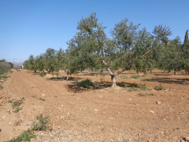 Foto 1d22737e-7348-4f2d-a81b-79aca82e5fd2. Terreny residencial a Riudoms