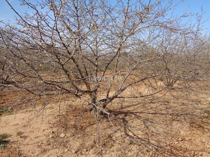 Foto 51f52748-c033-469b-85db-386abe236d11. Terreny residencial a Riudoms