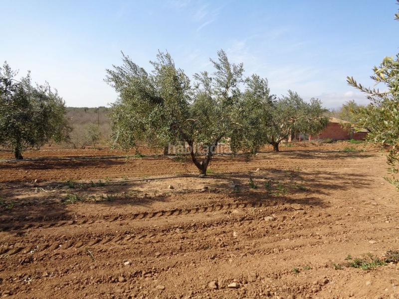 Foto 9a7d2514-1c2b-4119-8e8d-c46218d1534f. Terreny residencial a Riudoms