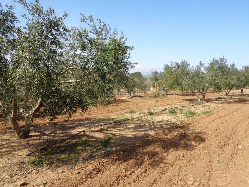 Foto c2a1133d-c19d-46fd-ad27-f236075d9bdd. Terreny residencial a Riudoms