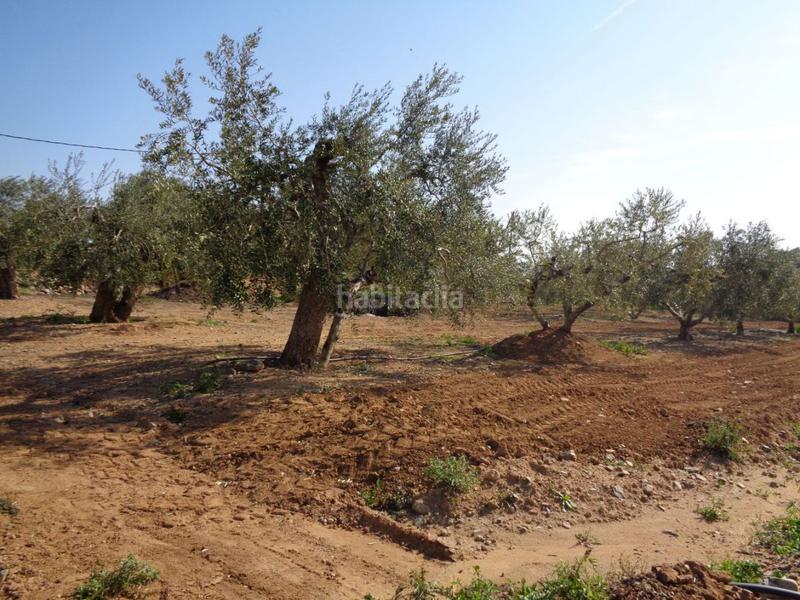 Foto c812620b-8c3e-4991-99f4-f22559b7ad9a. Terreny residencial a Riudoms