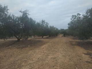 Mas à Riudecanyes. Finca rúst. en venta en riudecanyes.