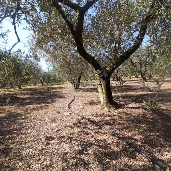 Foto 39b4fa01-5b8d-4919-b7a1-886f2e509068. Masia a Selva del Camp (La)