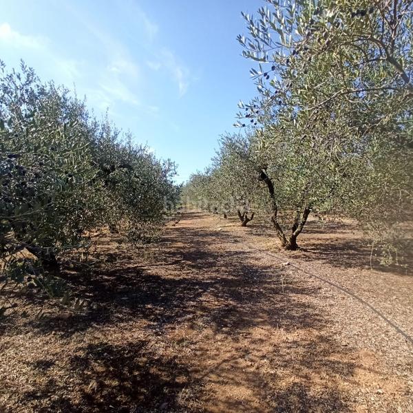 Foto e243dcb4-cee9-4d7b-9545-a8252c679c98. Masia a Selva del Camp (La)