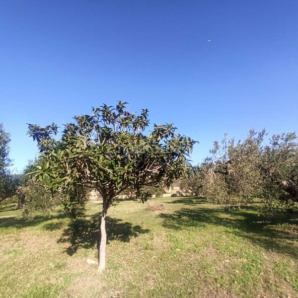 Foto 503fad7d-bd11-4dab-aeb9-470f65cb9c5c. Terreno residencial terreno rústico en venta en aleixar l. en Aleixar (L´)