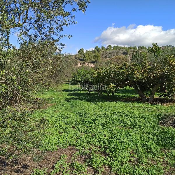 Foto 570fc128-e466-458e-9047-f86e9d305f54. Terreno residencial terreno rústico en venta en aleixar l. en Aleixar (L´)