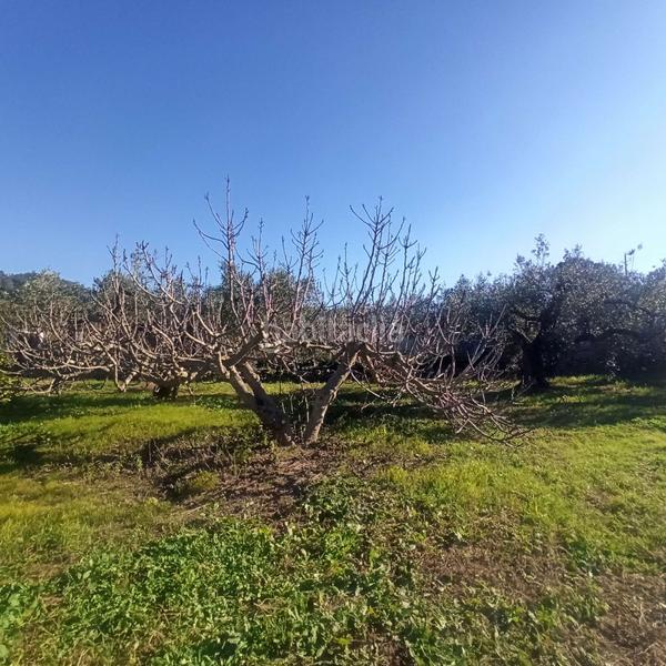 Foto faf729de-e1e2-4c7b-8757-e1ec4bce04b8. Terreno residencial terreno rústico en venta en aleixar l. en Aleixar (L´)