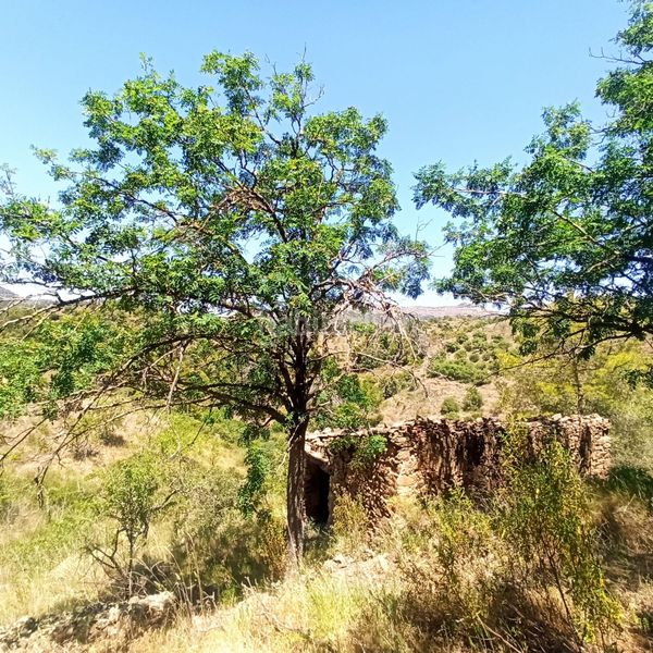 Foto 005ec204-6852-42f9-b777-f0f7d8626d64. Masia a rocafort a Gratallops