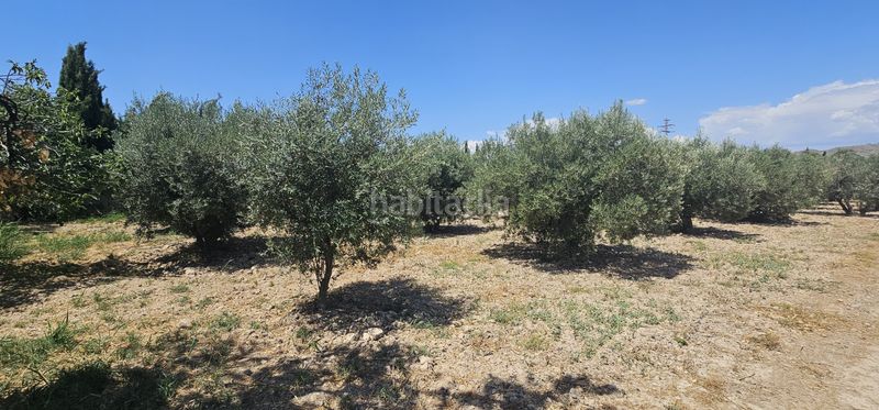 Foto b5147f03-7be2-4f1a-a0ba-bbd782e9a32a. Finca rústica a Totana
