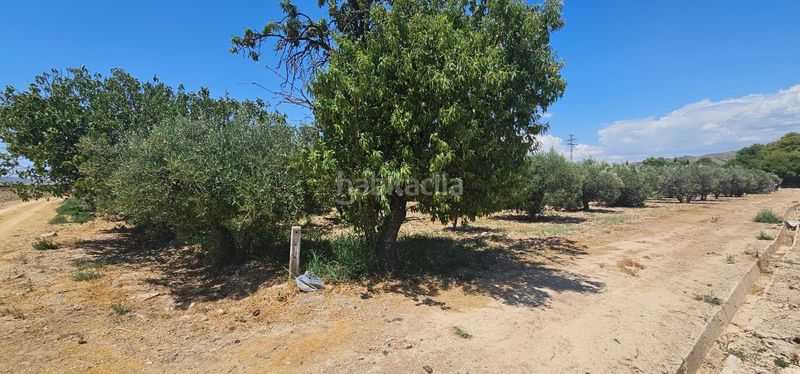 Foto f6b8faef-2903-4160-8b5f-591fe06c858c. Finca rústica a Totana