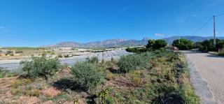 Terreny residencial a Aledo. Venta parcela (aledo) 6.600 m2