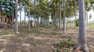 Terreno residenziale in Pego